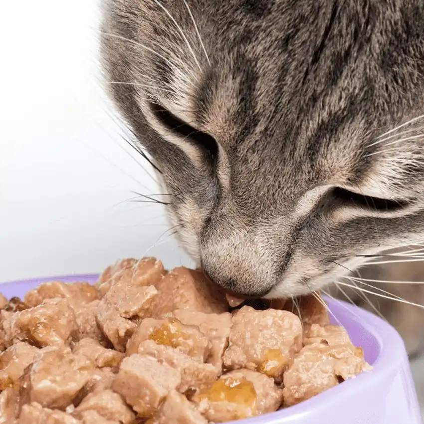 gs 441524 drug | Shaanxi BLOOM Tech Co., Ltd gs 441524 drug | Shaanxi BLOOM Tech Co., Ltd