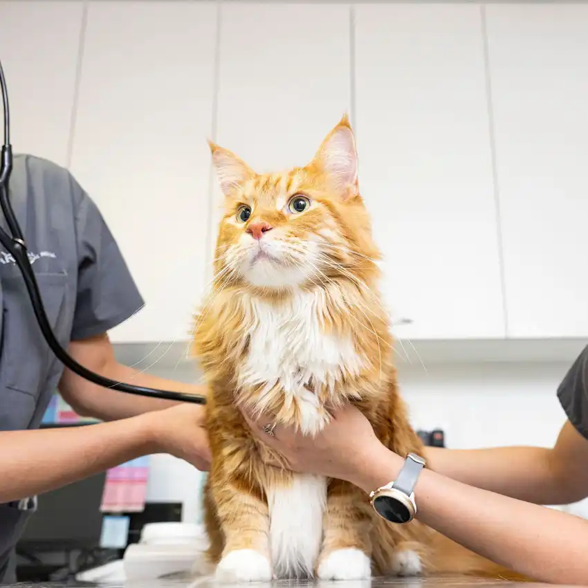 gs 441524 where to buy | Shaanxi BLOOM Tech Co., Ltd gs 441524 where to buy | Shaanxi BLOOM Tech Co., Ltd