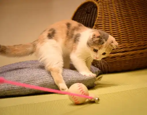 fipv injection | Shaanxi BLOOM Tech Co., Ltd fipv injection | Shaanxi BLOOM Tech Co., Ltd