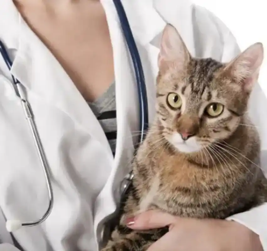 GS-441524 FIP sales online | Shaanxi BLOOM Tech Co., Ltd GS-441524 FIP sales online | Shaanxi BLOOM Tech Co., Ltd