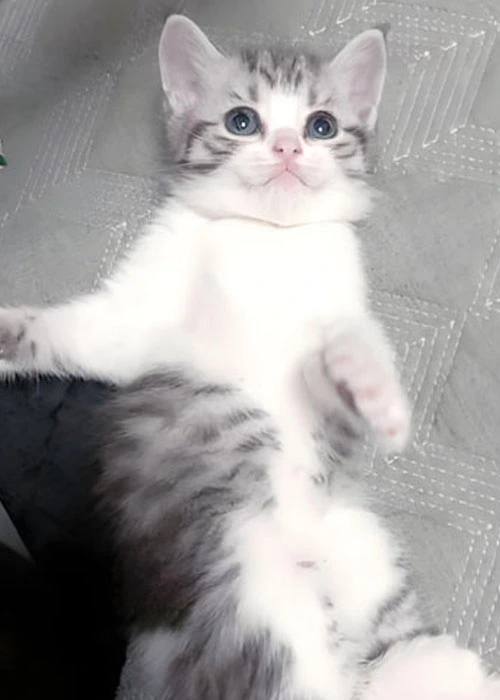 GS-441524 pills | Shaanxi BLOOM Tech Co., Ltd GS-441524 pills | Shaanxi BLOOM Tech Co., Ltd