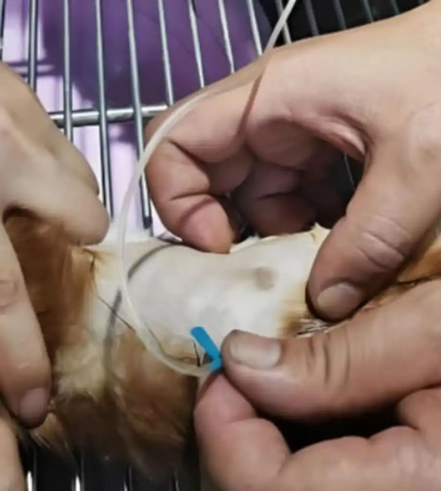 GS-441524 Injection Cost | Shaanxi BLOOM Tech Co., Ltd GS-441524 Injection Cost | Shaanxi BLOOM Tech Co., Ltd