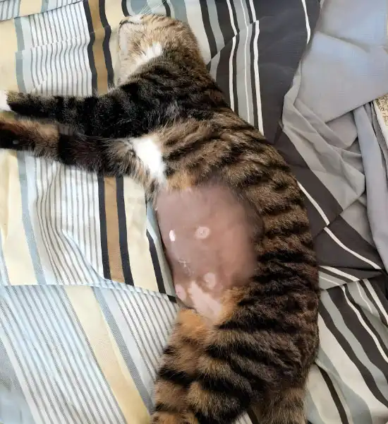 GS-441524 Tablets use | Shaanxi BLOOM Tech Co., Ltd GS-441524 Tablets use | Shaanxi BLOOM Tech Co., Ltd