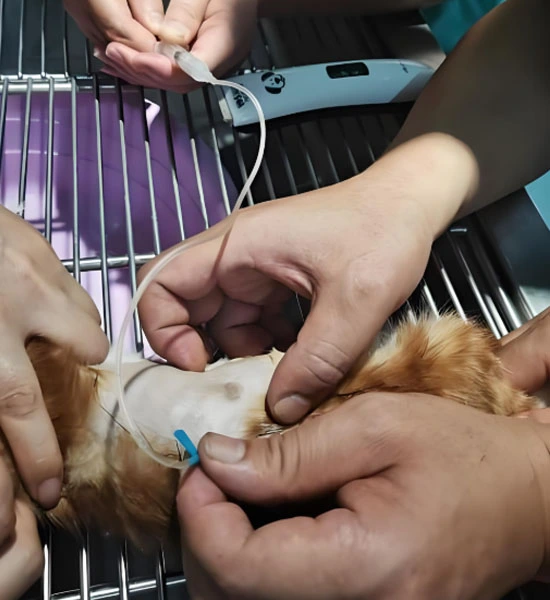 GS-441524 Tablets use | Shaanxi BLOOM Tech Co., Ltd GS-441524 Tablets use | Shaanxi BLOOM Tech Co., Ltd