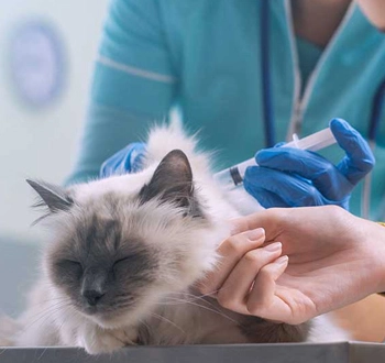 GS-441524 Fip | Shaanxi BLOOM Tech Co., Ltd GS-441524 Fip | Shaanxi BLOOM Tech Co., Ltd