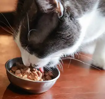 GS-441524 Fip | Shaanxi BLOOM Tech Co., Ltd GS-441524 Fip | Shaanxi BLOOM Tech Co., Ltd