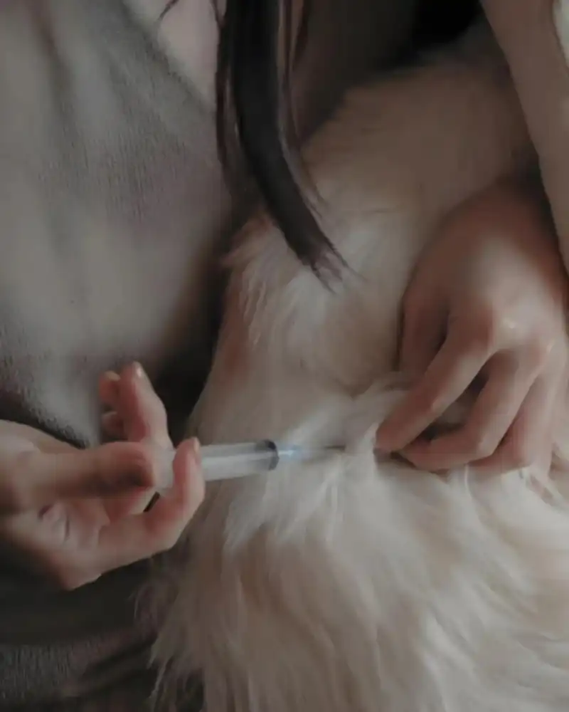 GS-441524 Fip Dosage | Shaanxi BLOOM Tech Co., Ltd GS-441524 Fip Dosage | Shaanxi BLOOM Tech Co., Ltd