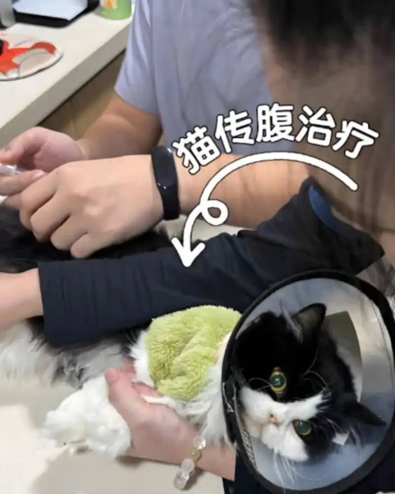 GS-441524 Fip Wholesale | Shaanxi BLOOM Tech Co., Ltd GS-441524 Fip Wholesale | Shaanxi BLOOM Tech Co., Ltd