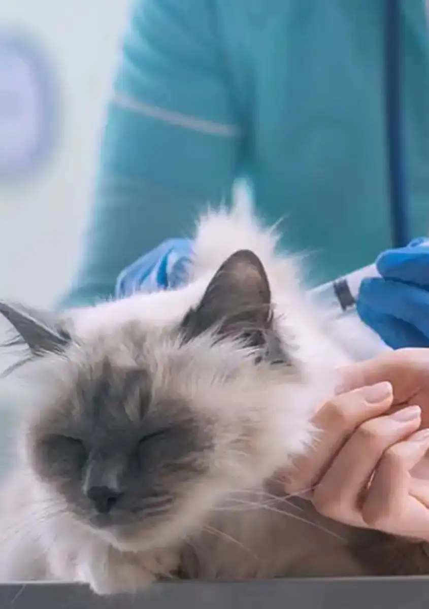 gs 441524 pills | Shaanxi BLOOM Tech Co., Ltd gs 441524 pills | Shaanxi BLOOM Tech Co., Ltd